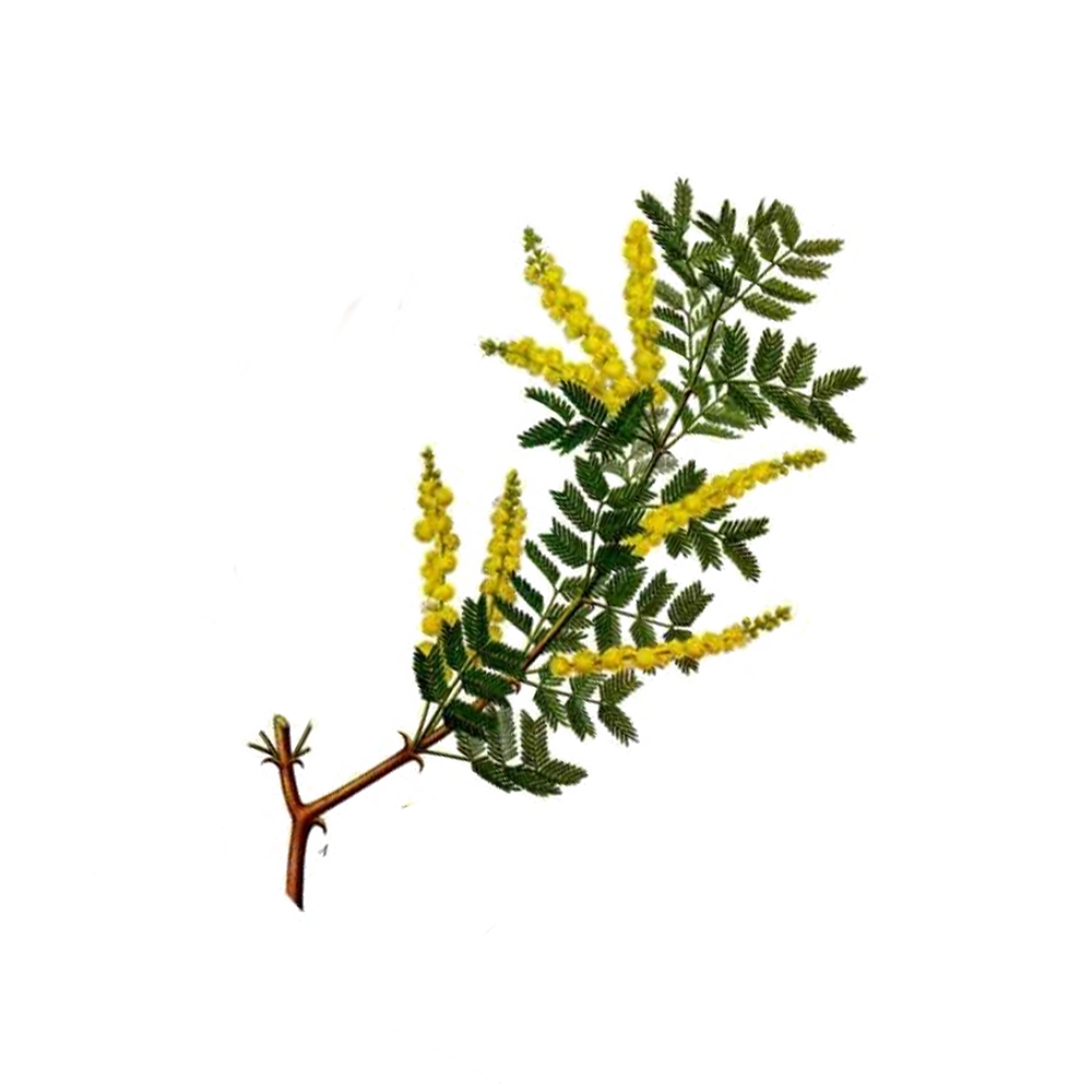 Acacia Senegal Gum