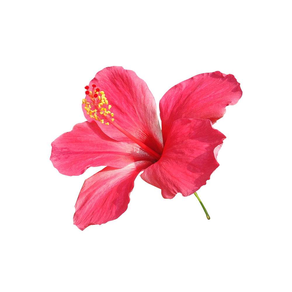 Hibiscus Flower Extract