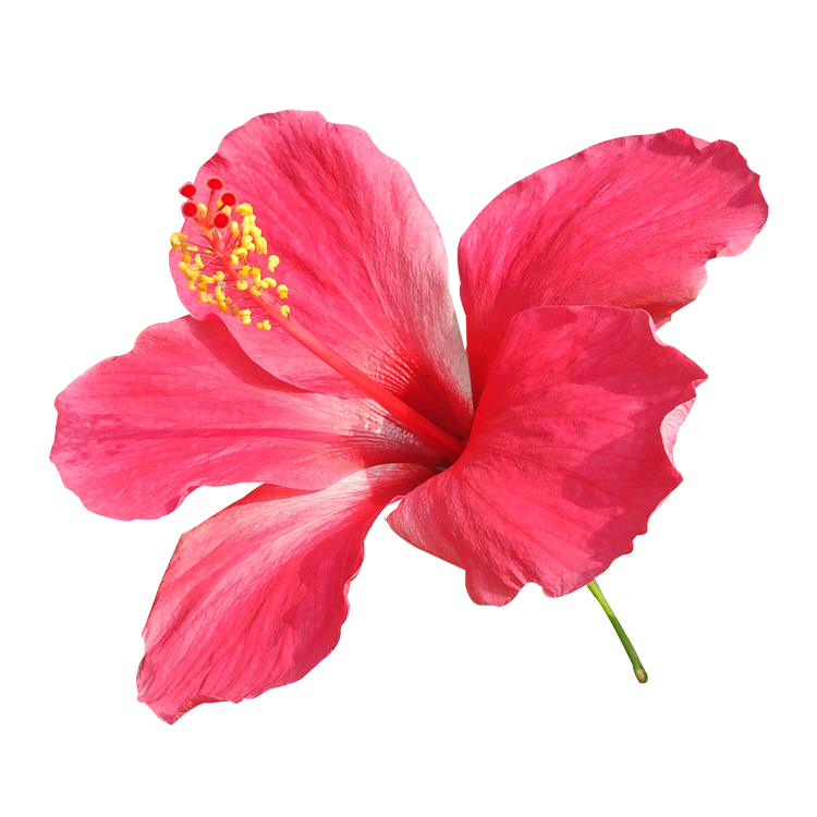 Hibiscus Flower Extract