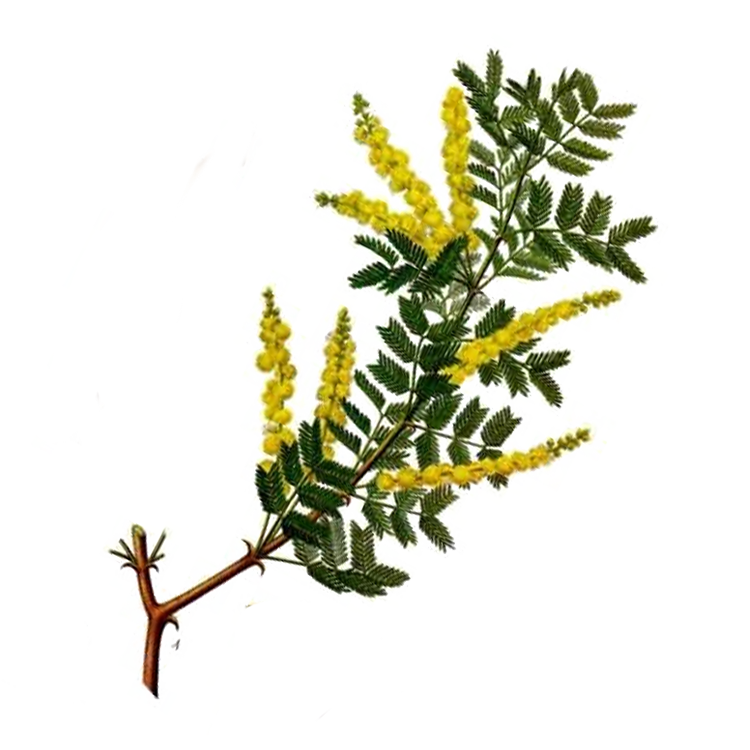 Acacia Senegal Gum