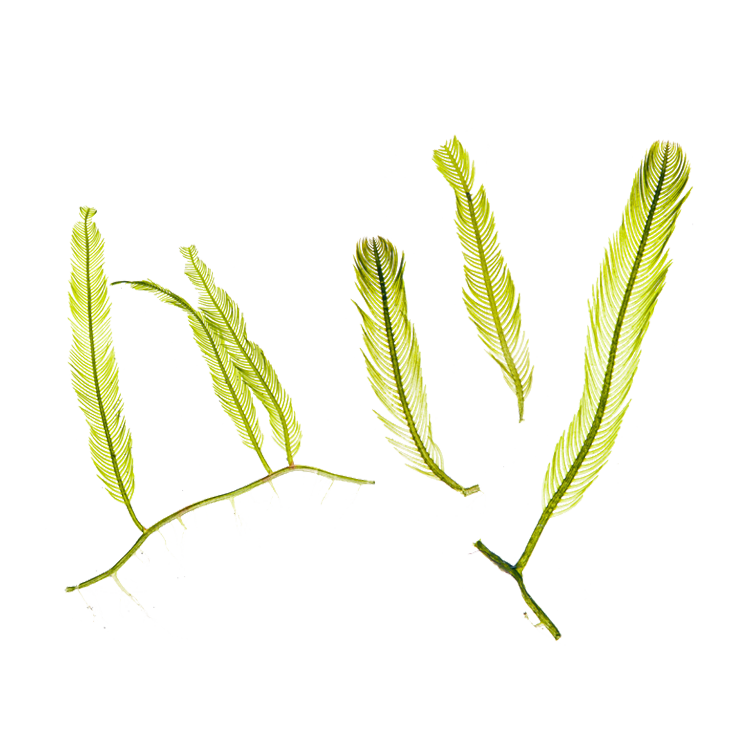 Micro Algae Extract