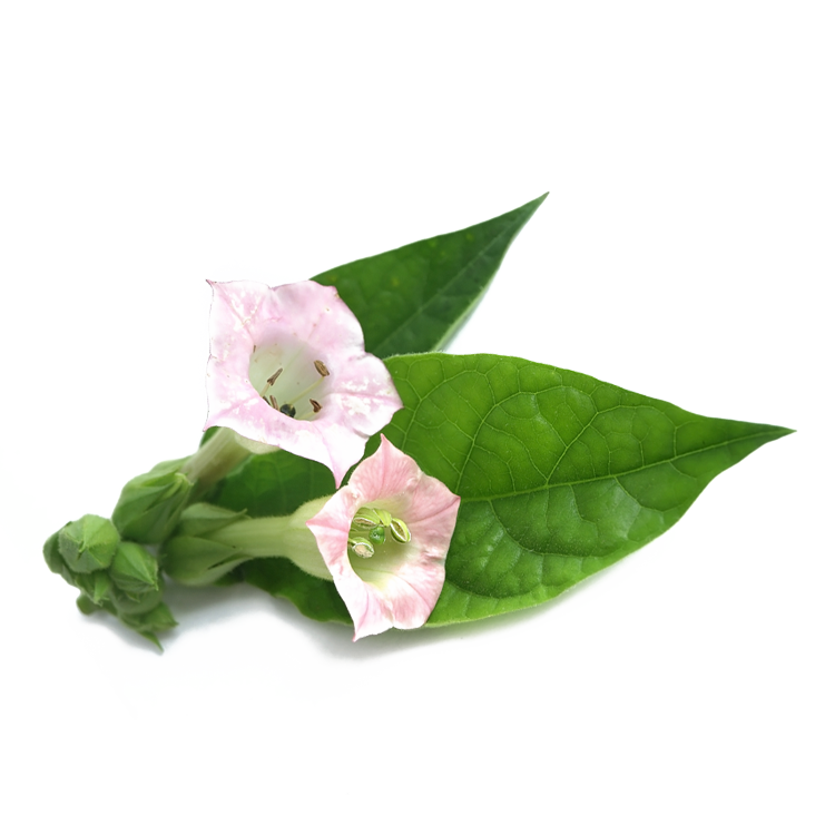 Nicotiana Sylvestris