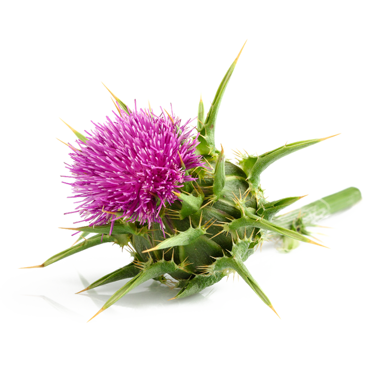 Acanthium Flower