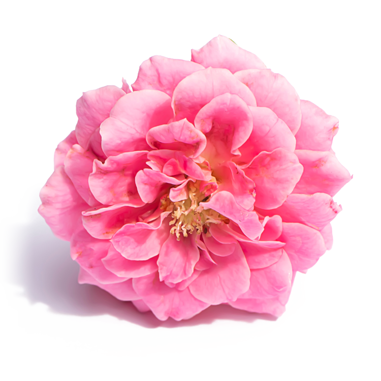 Damask Rose Water