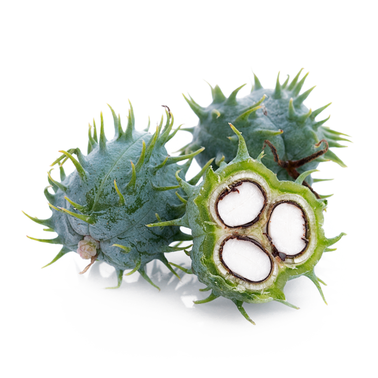 Castor Seed Oil