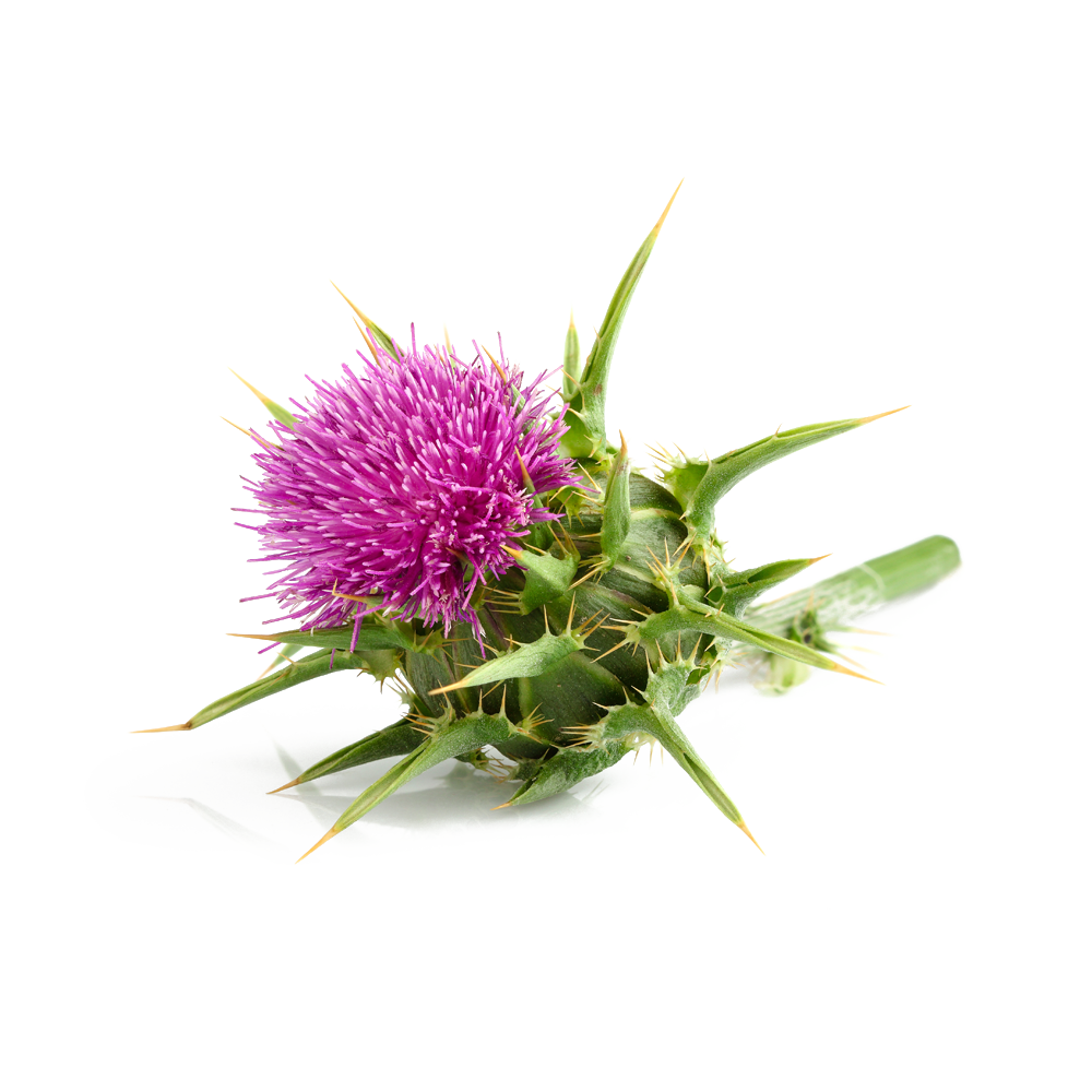 Acanthium Flower