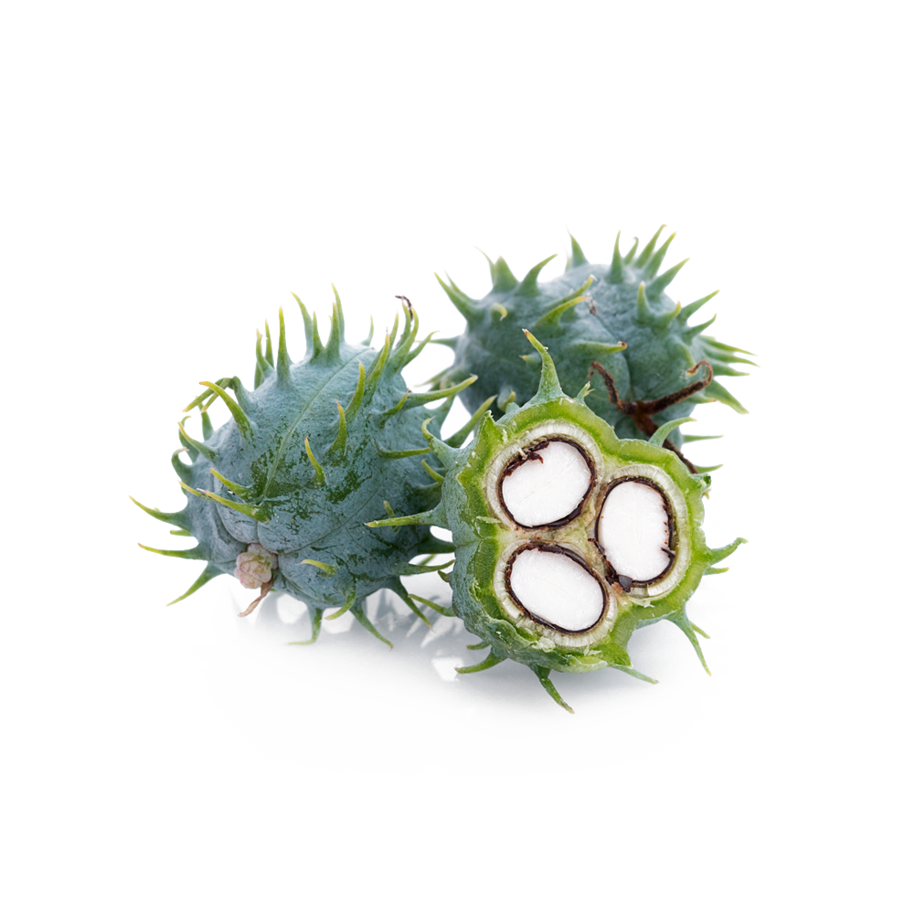 Castor Seed Oil