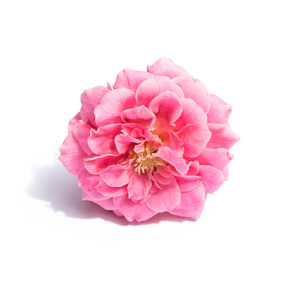 Damask Rose Water