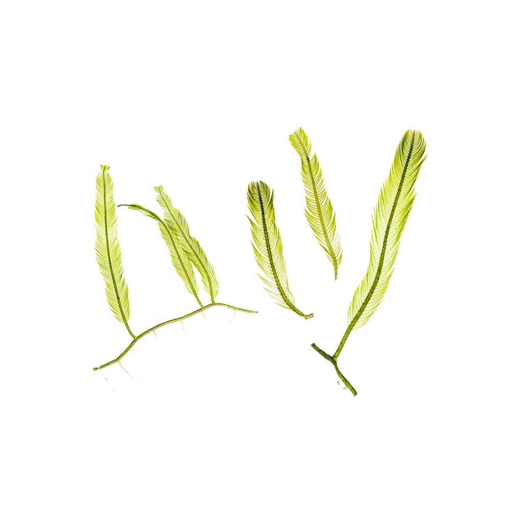 Micro Algae Extract