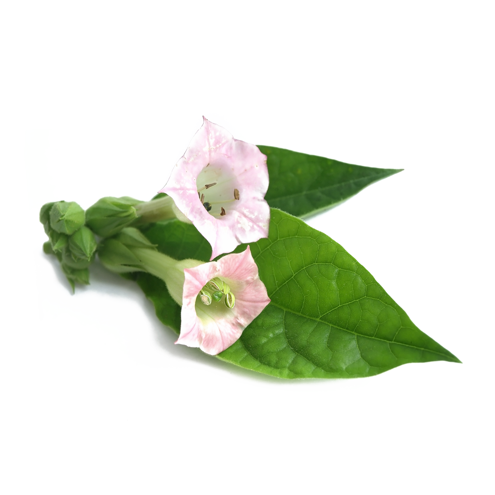 Nicotiana Sylvestris