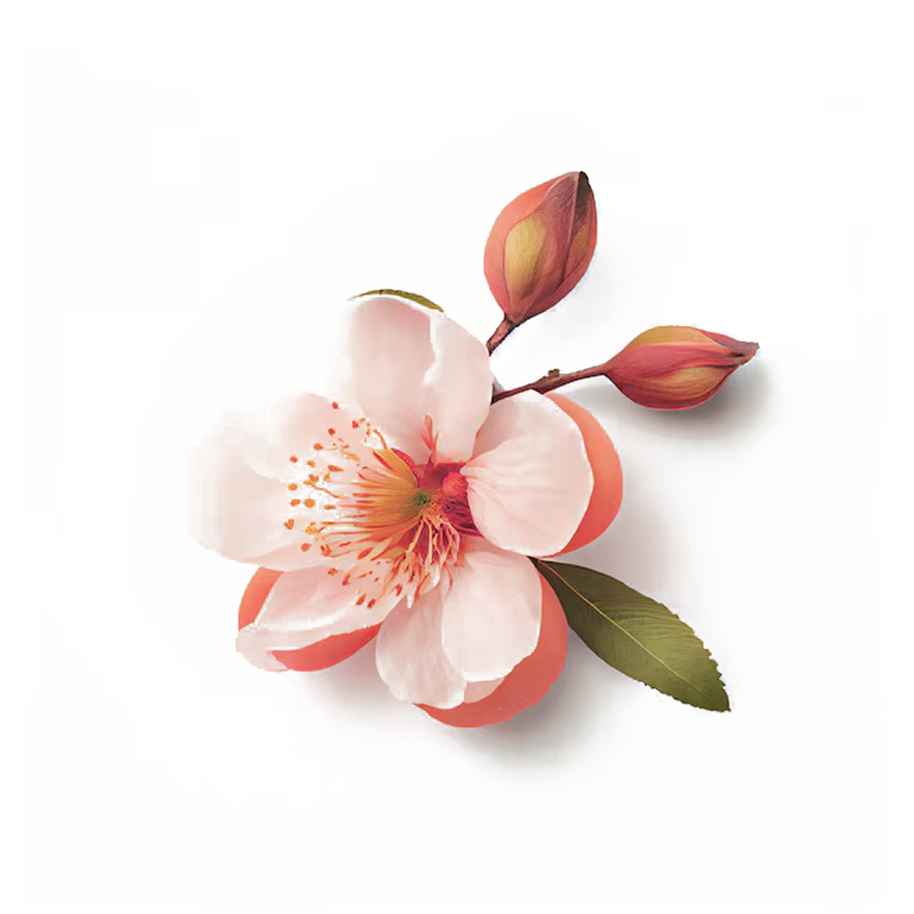 Peach Flower Extract
